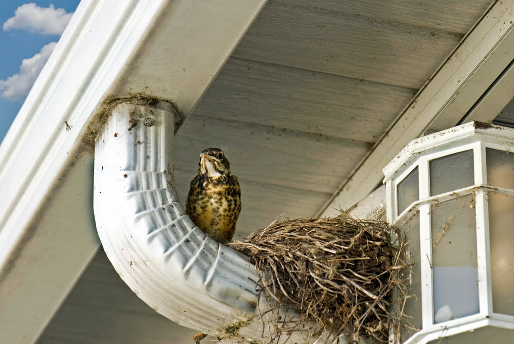 bird-nest-removal