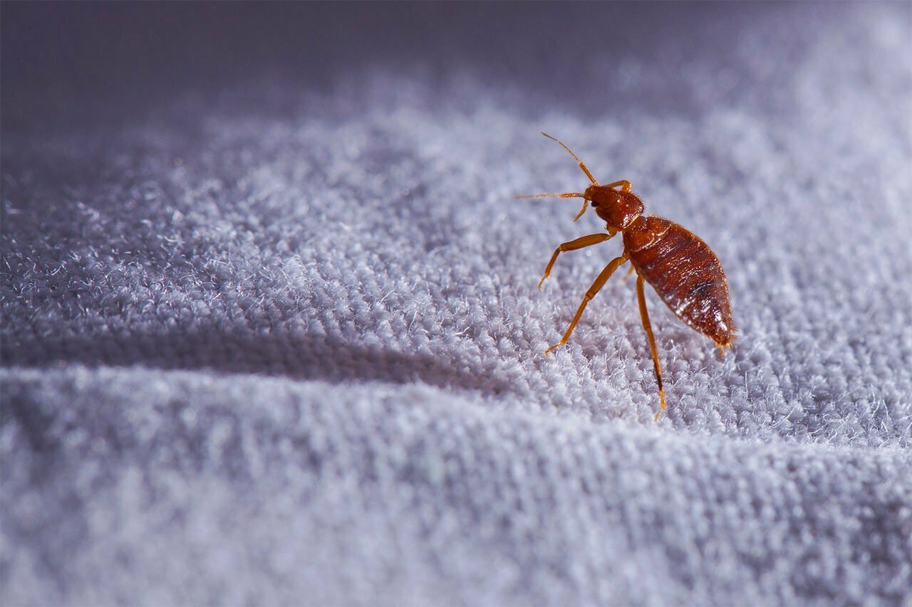 bed-bugs-pest-control-mebourne