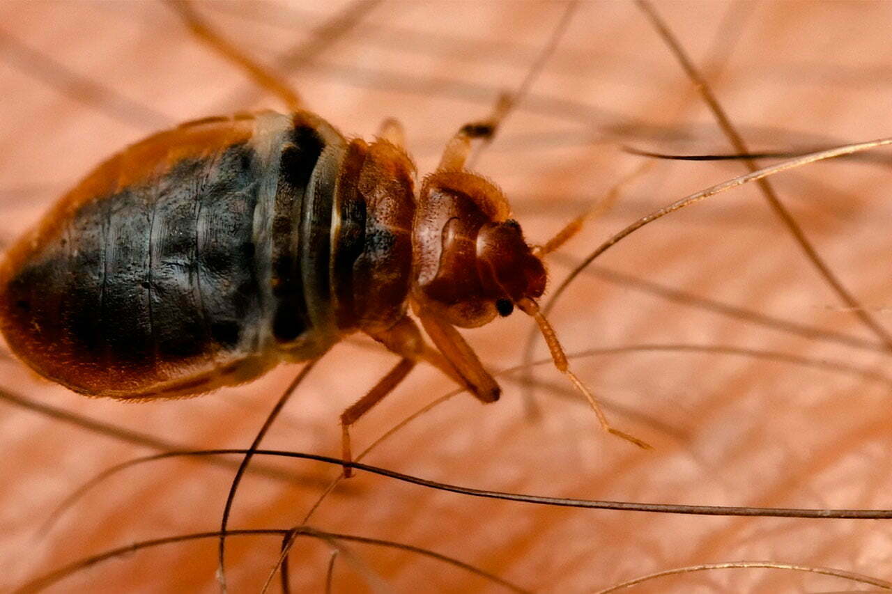 bed-bugs-pest-control-melbourne