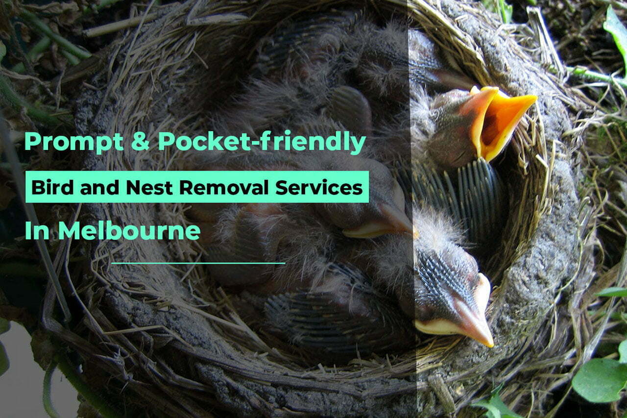 Bird-and-Nest-Removal-Services-in-Melbourne-almaani-pest-control