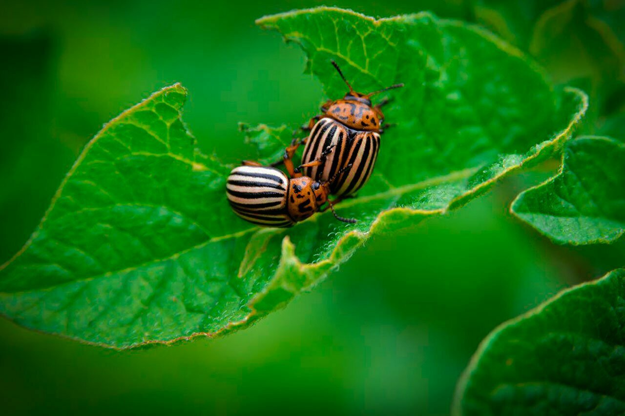 almaani pest control-Can Pests Disbalance the Ecosystem