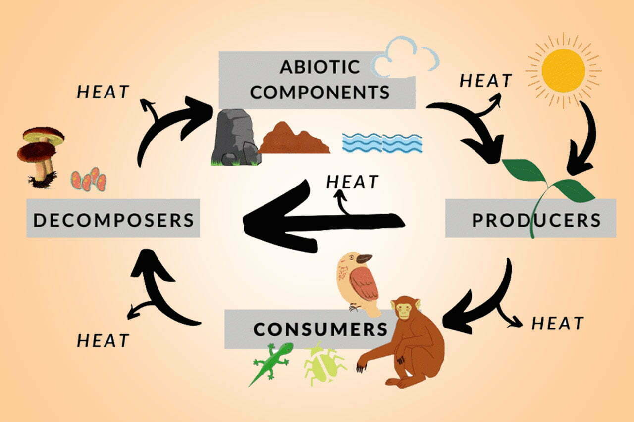 almaani pest control-Can Pests Disbalance the Ecosystem 