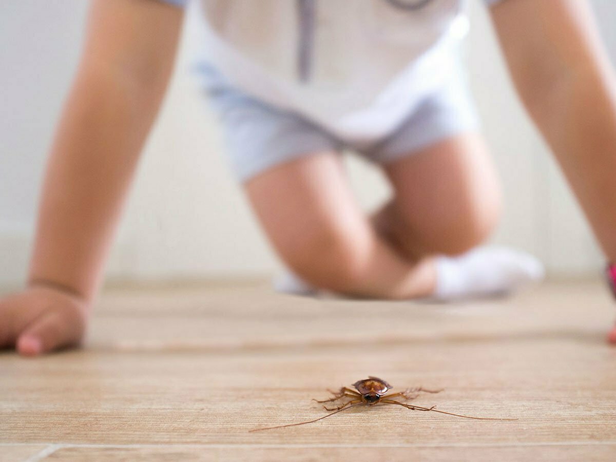 Cockroach-Treatment-Removal-Control-melbourne