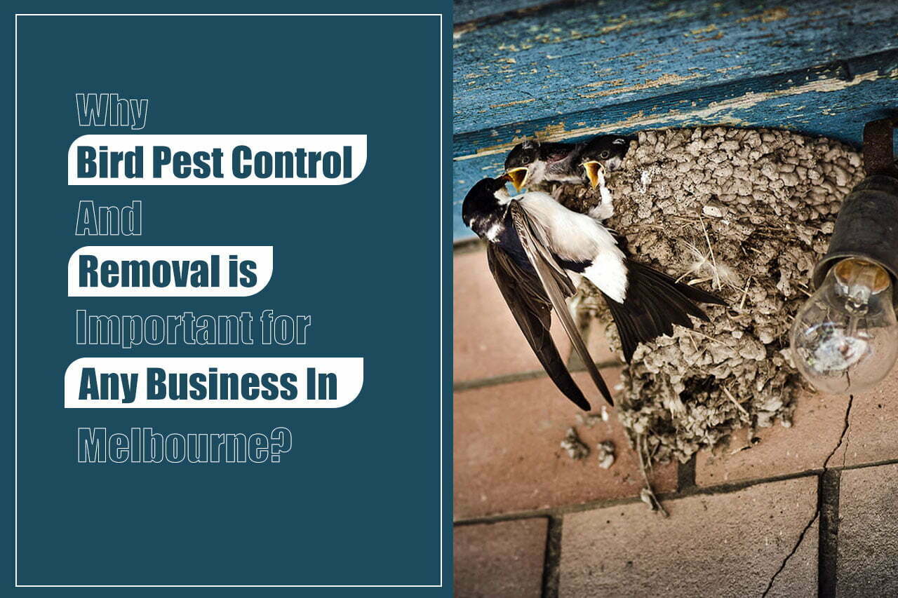 Bird-Pest-Control-and-Removal-is-important-for-any-business-in-Melbourne