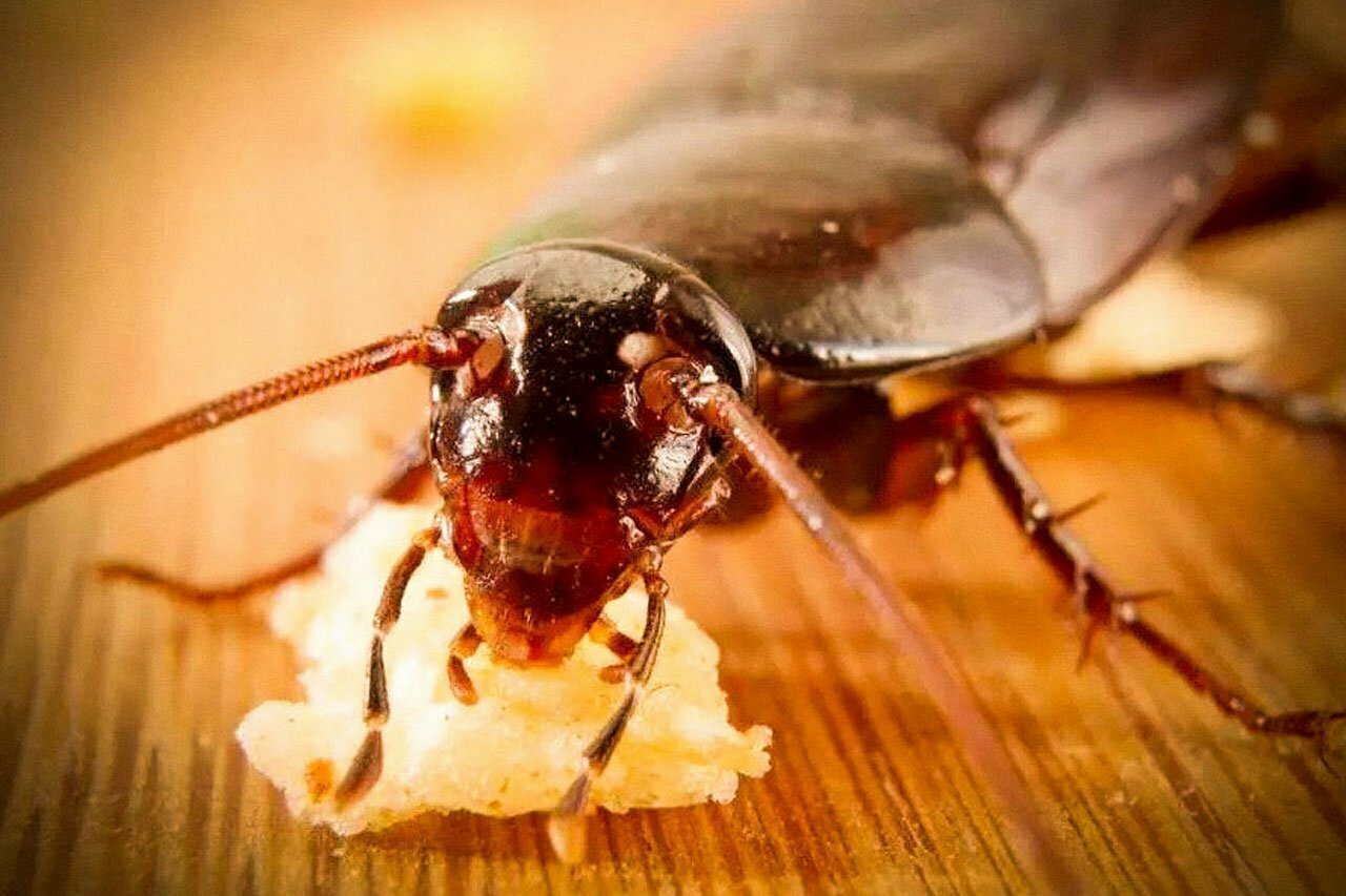 almaani pest control- cockroach-pest-control-in-Melbourne