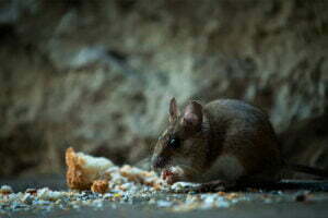 almaanipestcontrol-mice-and-rats-pest-control