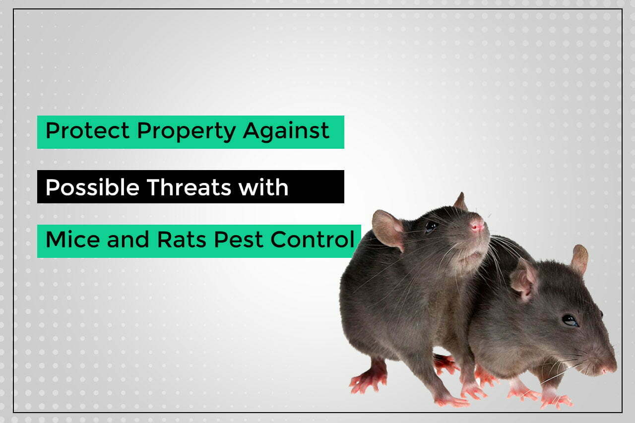 almaanipestcontrol-mice-and-rats-pest-control