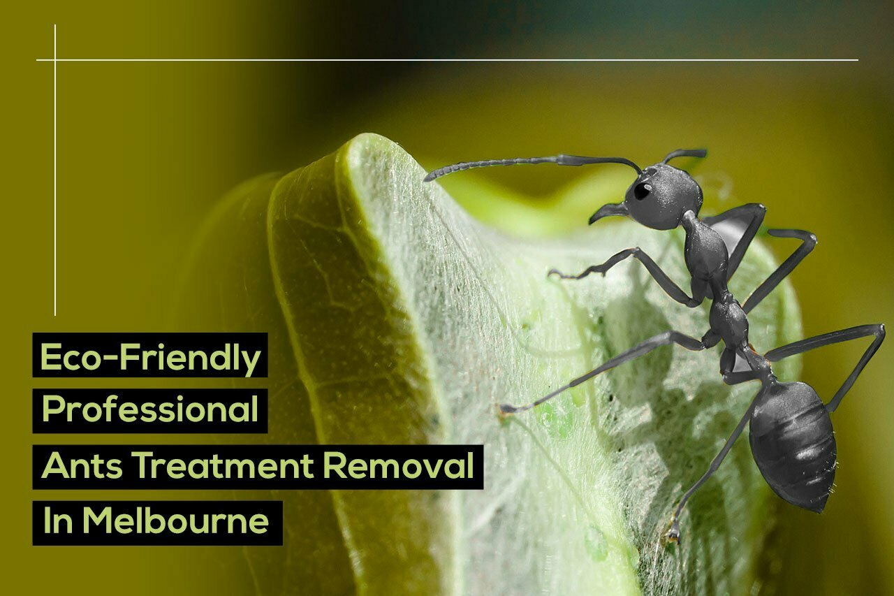 ants-treatment-removal-in-Melbourne