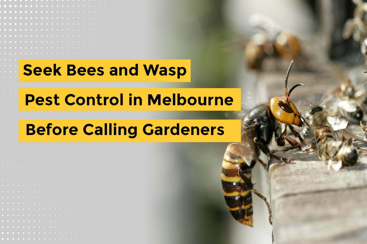 Almaanipestcontrolservice-bees and wasp pest control in Melbourne