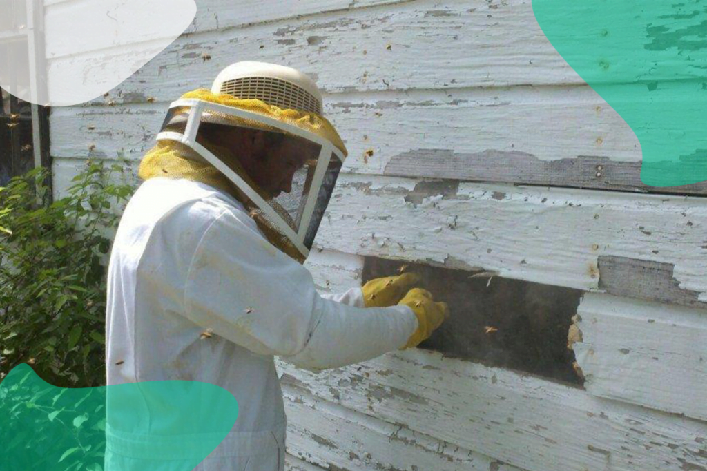 bees pest control almaani pest control