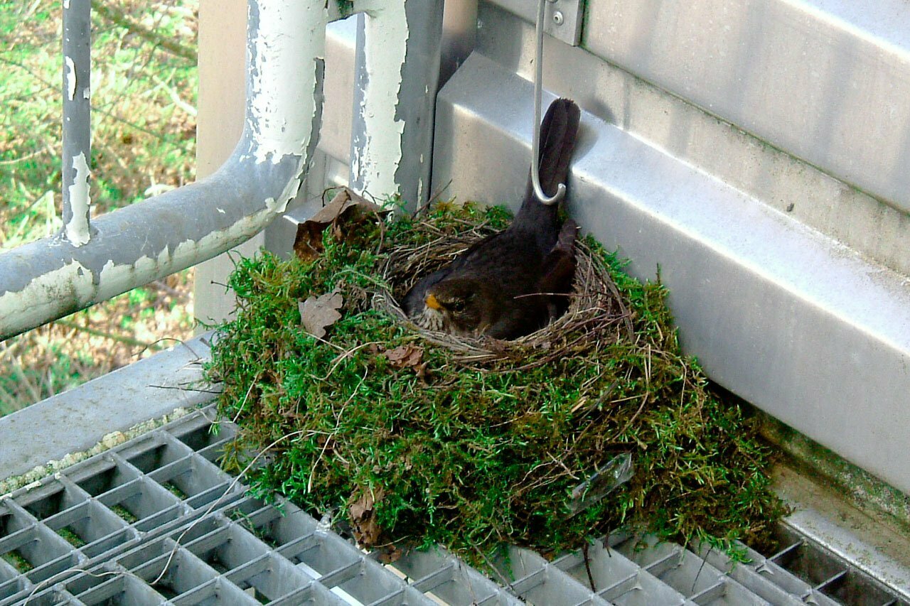 bird-nest-removal-control-in-Melbourne