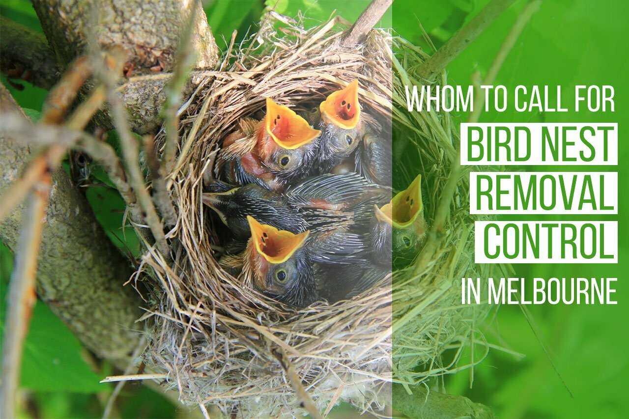 bird-nest-removal-control-in-Melbourne