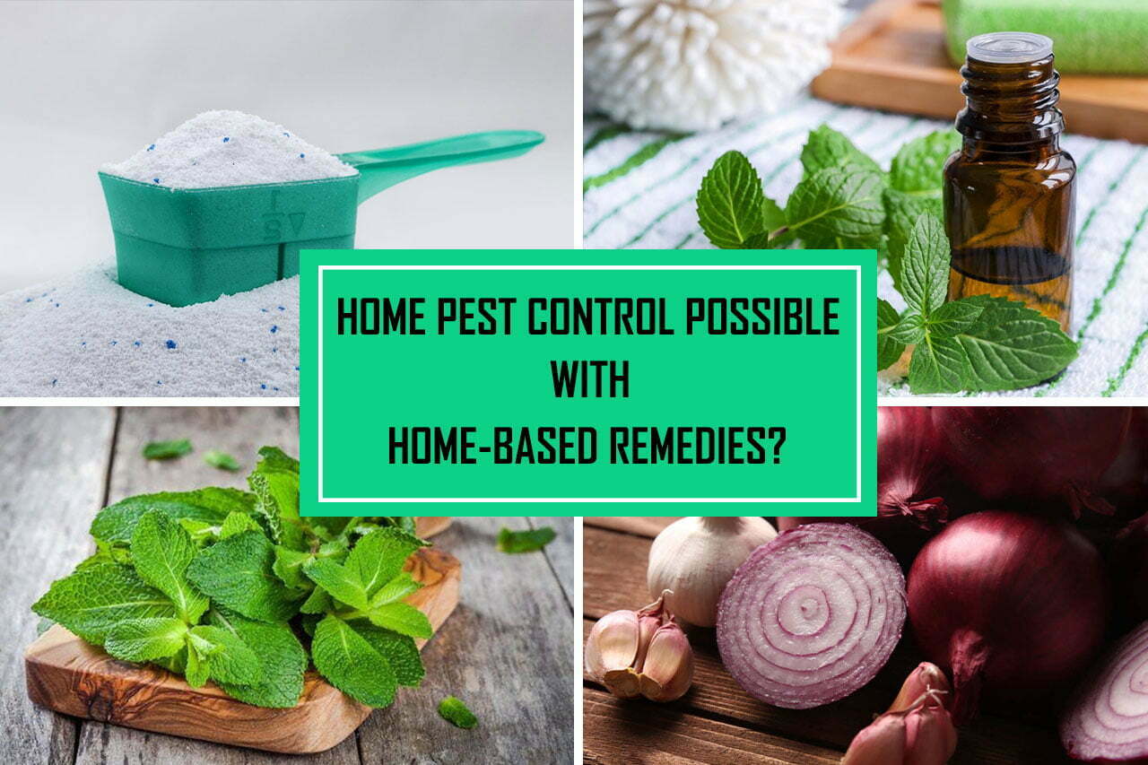home-pest-control-in-melbourne