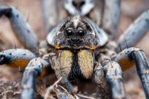 spider treatment services in Melbourne-almaani pest control services 1