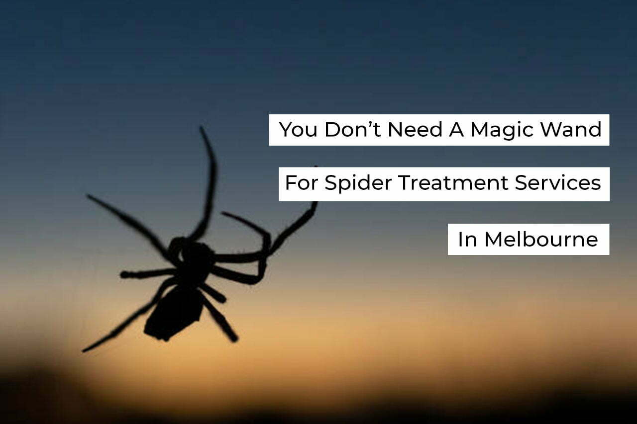 spider treatment services in Melbourne-almaani pest control services