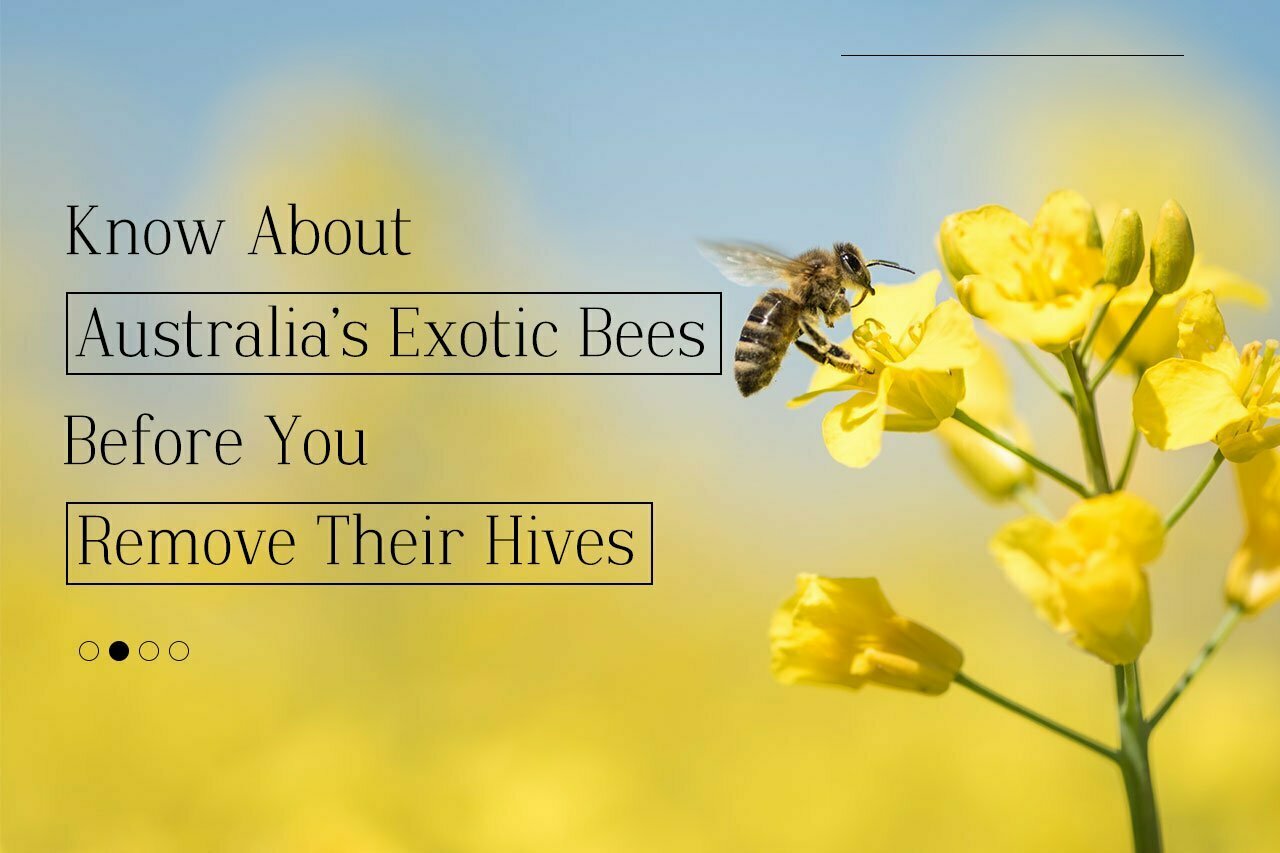 wasps-and-bees-nest-hives-removal-in-Melbourne
